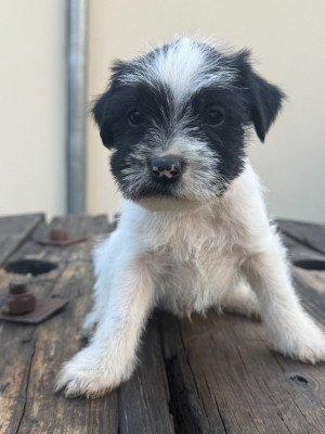 Chiot N°1