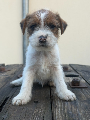 Chiot N°3