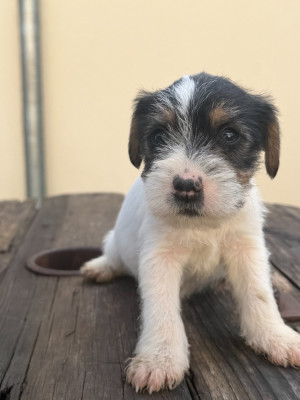 Chiot N°5