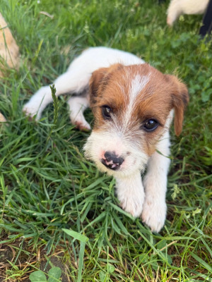 Chiot N°3