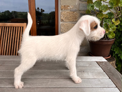 Chiot N°4