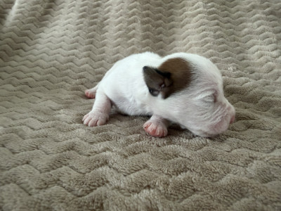 Chiot N°2