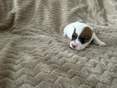 Chiot N°3