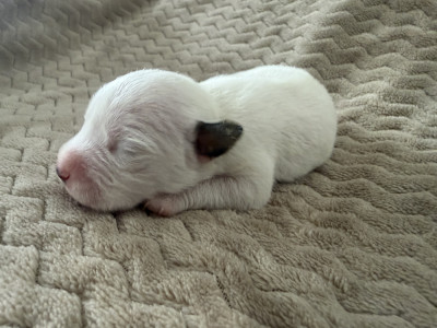 Chiot N°4
