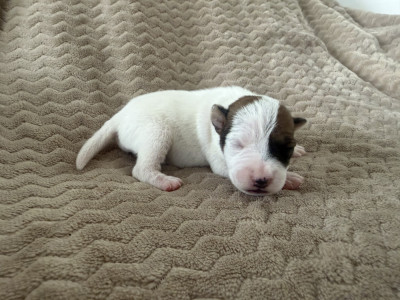 Chiot N°6