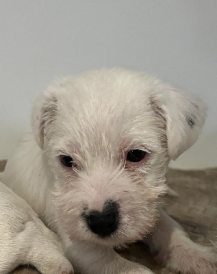 CHIOT 2