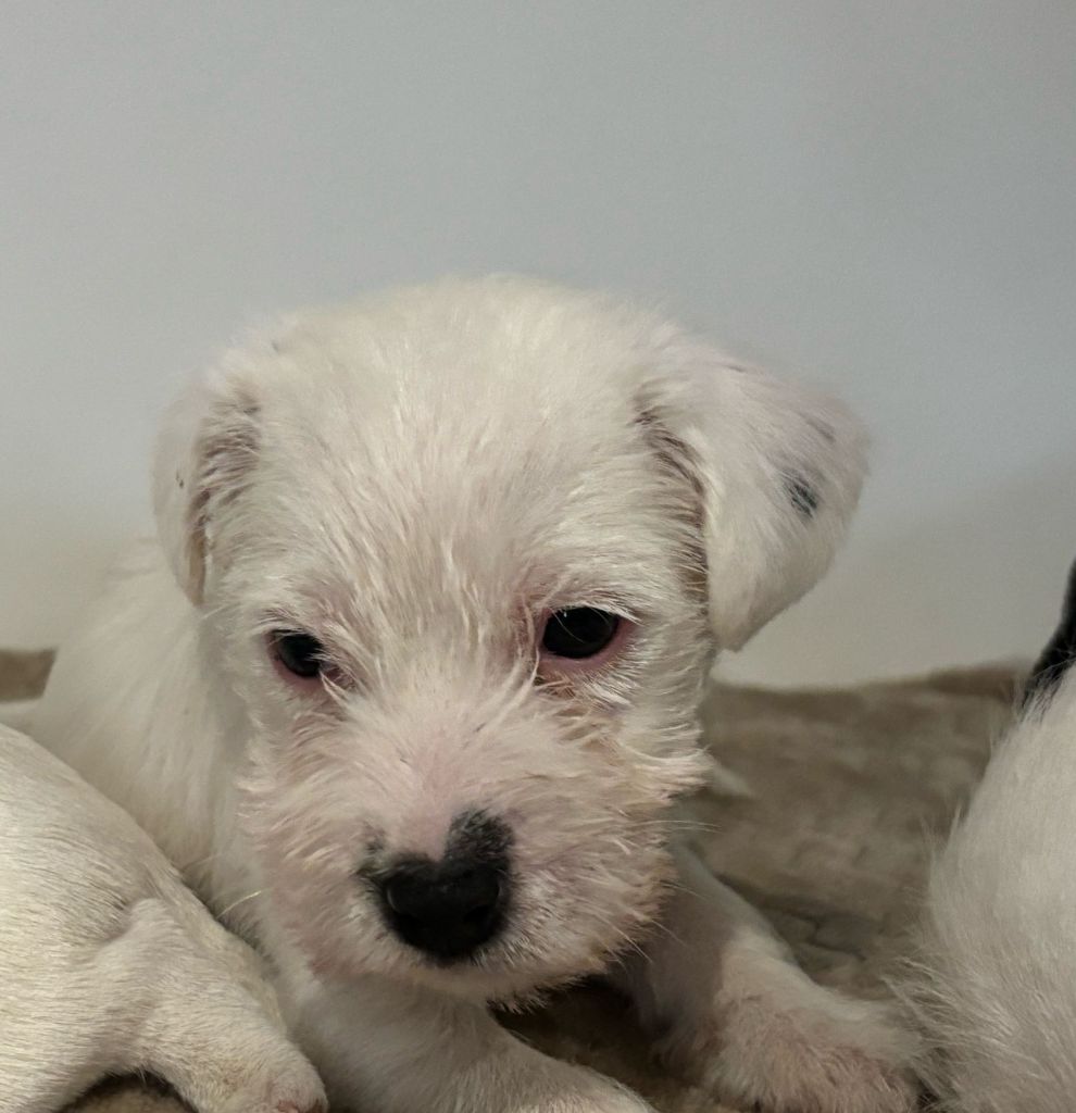 Da Beira Alta - Chiots disponibles - Parson Russell Terrier