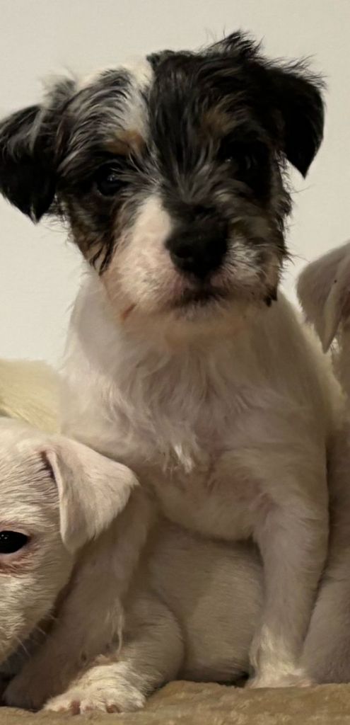 Da Beira Alta - Chiots disponibles - Parson Russell Terrier