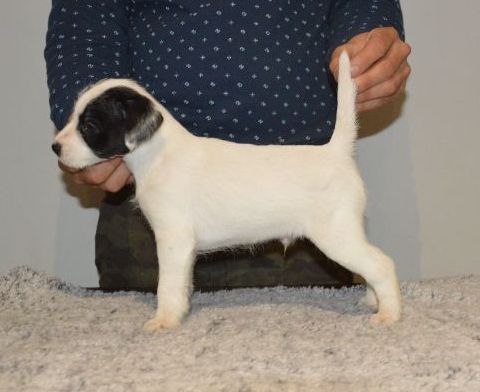 Da Beira Alta - Parson Russell Terrier - Portée née le 21/11/2023